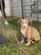 American Bully Puppies for sale in Greensboro, NC, USA. price: $1,000