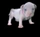 American Bully Puppies for sale in Brooksville, FL 34601, USA. price: $2,500