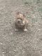 American Bully Puppies for sale in St. Louis, MO, USA. price: $2,000