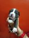 American Bully Puppies for sale in Hoshiarpur, Punjab, India. price: 146001 INR