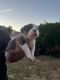 American Bully Puppies for sale in Cranston, RI, USA. price: $2,000