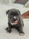 American Bully Puppies for sale in Kochi, Kerala, India. price: 39000 INR