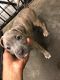 American Bully Puppies for sale in Raleigh, NC, USA. price: $1,500