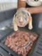 American Bully Puppies for sale in Baltimore County, MD, USA. price: $7,500
