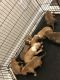 American Bully Puppies for sale in Maysville, NC, USA. price: NA