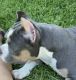 American Bully Puppies for sale in Palm Springs, FL, USA. price: $3,000
