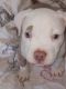 American Bully Puppies for sale in Oklahoma City, OK, USA. price: $300