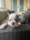 American Bully Puppies for sale in West Palm Beach, FL, USA. price: $900