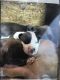American Bully Puppies for sale in Charleston, SC, USA. price: $1,800