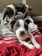 American Bully Puppies for sale in Redding, CA, USA. price: $400