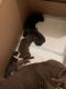 American Bully Puppies for sale in Shreveport, LA, USA. price: $500
