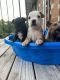 American Bully Puppies for sale in High Point, NC, USA. price: $800