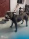 American Bully Puppies for sale in Chennai, Tamil Nadu, India. price: NA