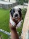 American Bully Puppies for sale in Baton Rouge, LA, USA. price: $2,500