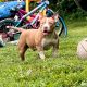 American Bully Puppies for sale in Bowling Green, KY 42103, USA. price: NA