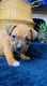 American Bully Puppies for sale in Midwest City, OK, USA. price: $1,200