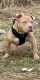 American Bully Puppies for sale in Lowell, MA 01851, USA. price: $2,500
