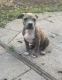 American Bully Puppies for sale in Dickinson, TX 77539, USA. price: $350