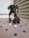 American Bully Puppies for sale in Springfield, MA 01104, USA. price: $2,000