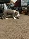 American Bully Puppies for sale in York, PA, USA. price: $1,000