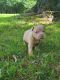 American Bully Puppies for sale in Searcy, AR, USA. price: $1,800
