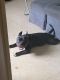 American Bully Puppies for sale in Brooklyn, NY, USA. price: $2,000