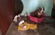 American Bully Puppies for sale in Hulimavu, Bengaluru, Karnataka 560076, India. price: 60000 INR