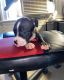 American Bully Puppies for sale in Darby, PA, USA. price: NA