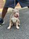 American Bully Puppies for sale in Mt Holly, NJ, USA. price: $3,000
