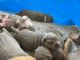 American Bully Puppies for sale in Zephyrhills, FL, USA. price: $5,000