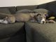American Bully Puppies for sale in Fort Lauderdale, FL, USA. price: $800