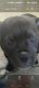 American Bully Puppies for sale in French Camp, CA 95231, USA. price: $1,500