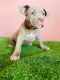 American Bully Puppies for sale in Myrtle Beach, SC 29577, USA. price: $1,200