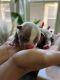 American Bully Puppies for sale in San Francisco Bay Area, CA, USA. price: $6,500