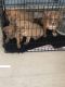 American Bully Puppies for sale in Clarksville, TN, USA. price: $1,200