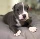 American Bully Puppies for sale in Jemison, AL, USA. price: NA