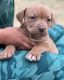 American Bully Puppies for sale in 869 Evanston St, Aurora, CO 80011, USA. price: $500