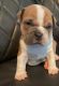 American Bully Puppies for sale in Hollywood, FL, USA. price: $1,500