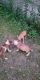 American Bully Puppies for sale in 5856 N 38th St, Milwaukee, WI 53209, USA. price: $900