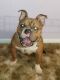 American Bully Puppies for sale in Bristol, VA, USA. price: NA
