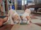 American Bully Puppies for sale in Talab Tillo, Jammu 180002. price: 10000 INR