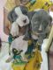 American Bully Puppies for sale in Anupam Nagar, Raipur, Chhattisgarh 492007, India. price: 30000 INR