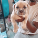American Bully Puppies for sale in Wilmington, DE, USA. price: $1,500