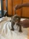 American Bully Puppies for sale in San Francisco, CA, USA. price: $2,500