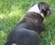 American Bully Puppies for sale in Alvarado, TX 76009, USA. price: $4,500