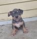 American Bully Puppies for sale in Paulsboro, NJ 08066, USA. price: $1,500