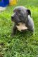 American Bully Puppies for sale in Palm Beach, FL, USA. price: $2,000