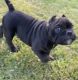American Bully Puppies for sale in Philadelphia, PA, USA. price: $2,000
