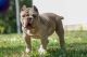 American Bully Puppies for sale in Philadelphia, PA, USA. price: $5,500