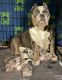 American Bully Puppies for sale in Ingram, TX, USA. price: $3,500